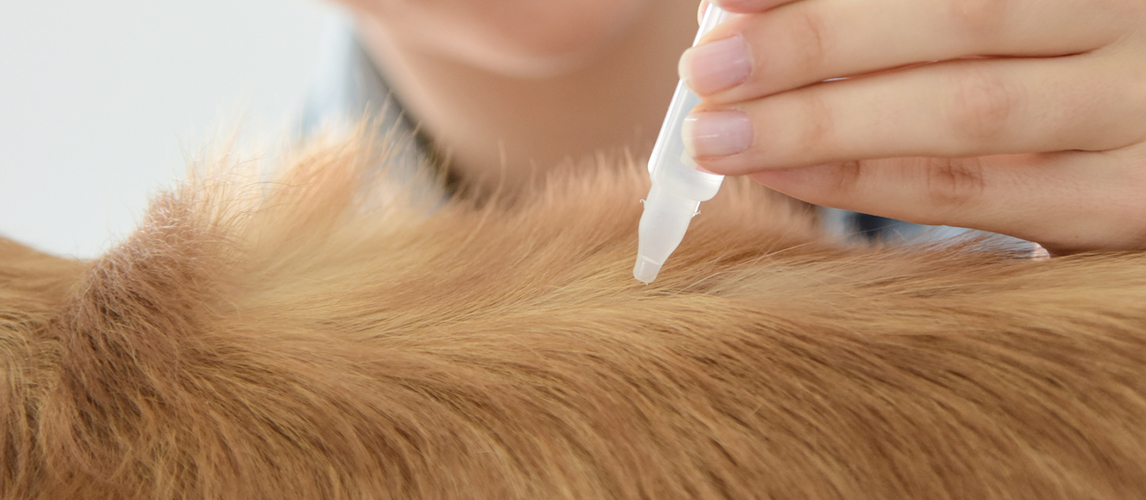 Best-Flea-Treatment-for-Dogs