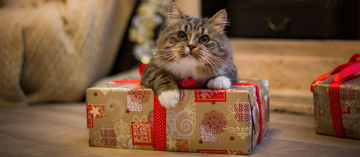 Best-Gifts-for-Cat-Lovers