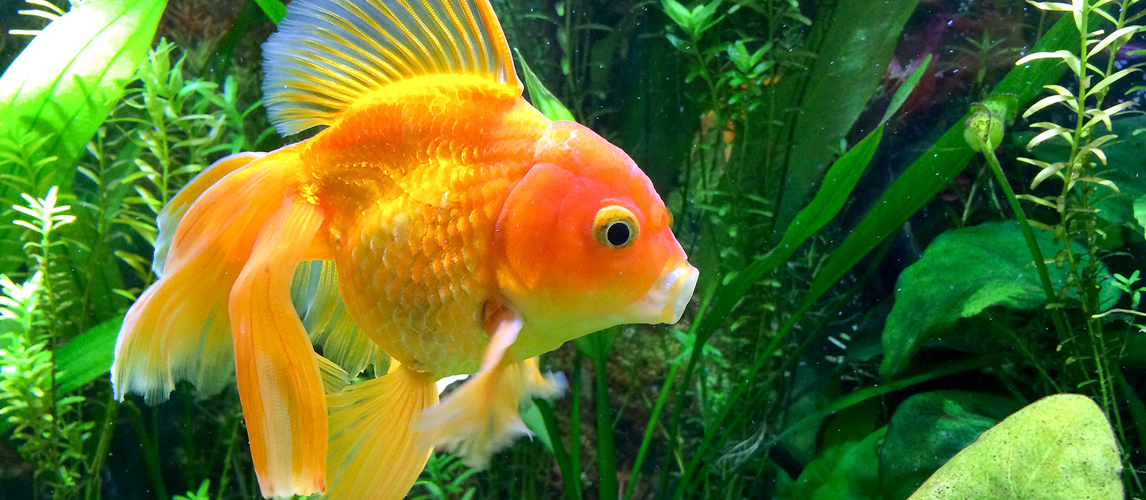best-goldfish-food