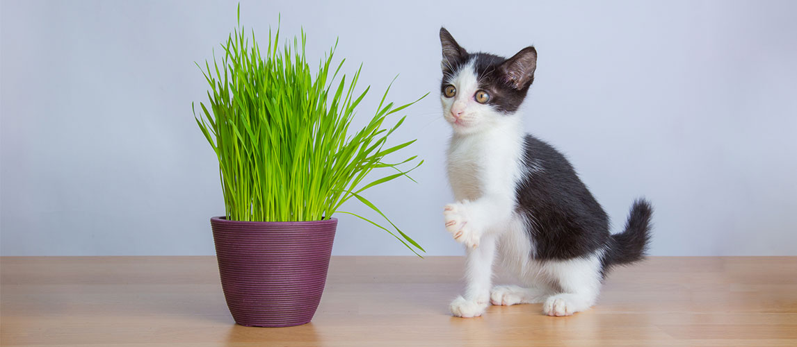 Best-Grass-for-Cats