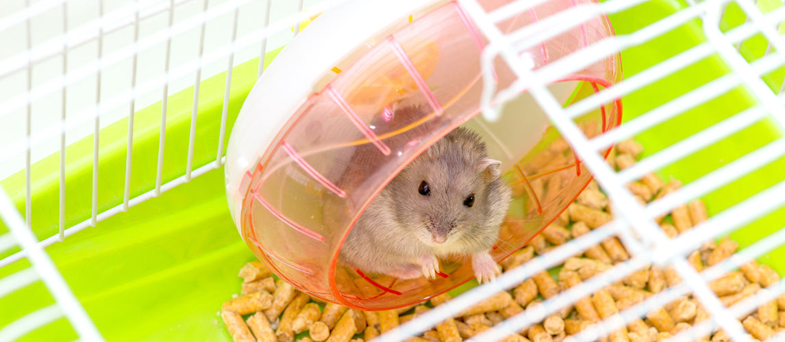 best-hamster-cage-accessories