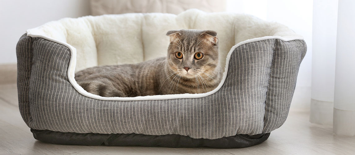Best-Heated-Cat-Beds