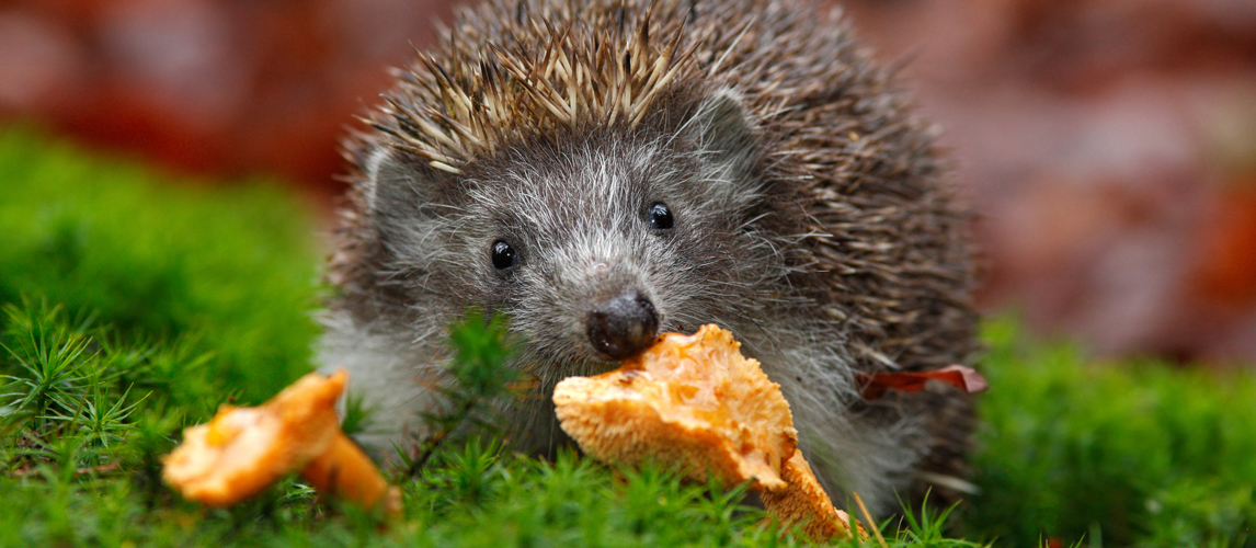 best-hedgehog-food