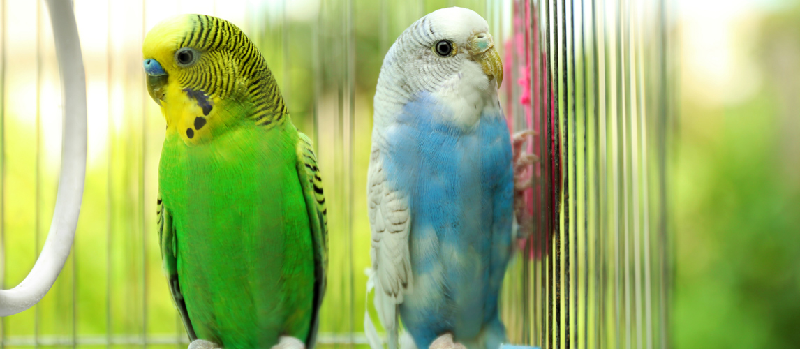 best-parakeet-toys