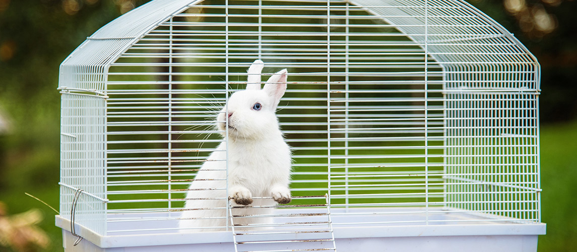 Best-Rabbit-Cages