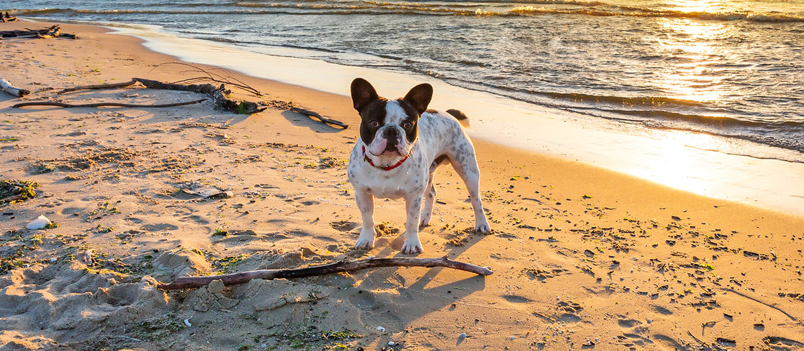 Best-Sunscreens-for-Dogs
