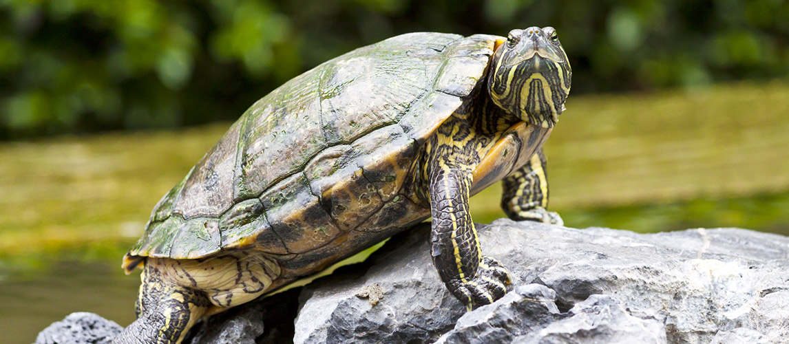 Best-Tortoise-Enclosure