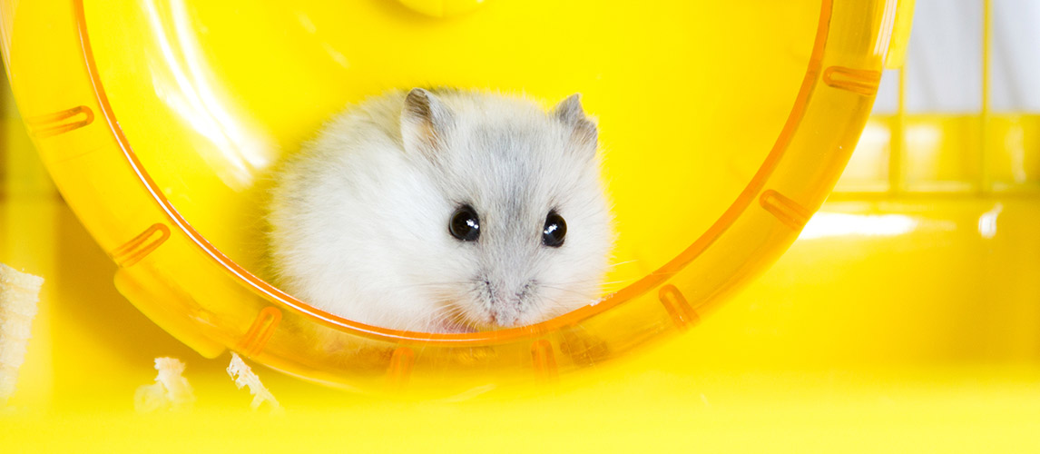 Best-Toys-For-Hamsters