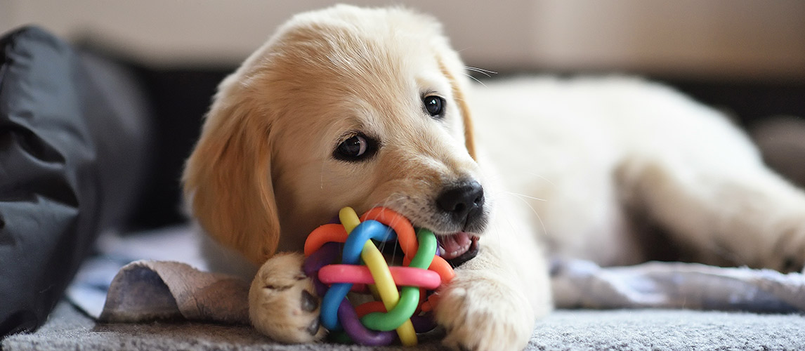 Best-Toys-for-Teething-Puppies