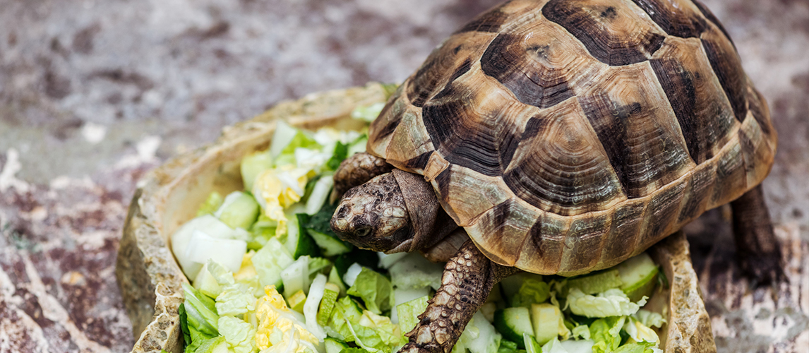 best-turtle-food