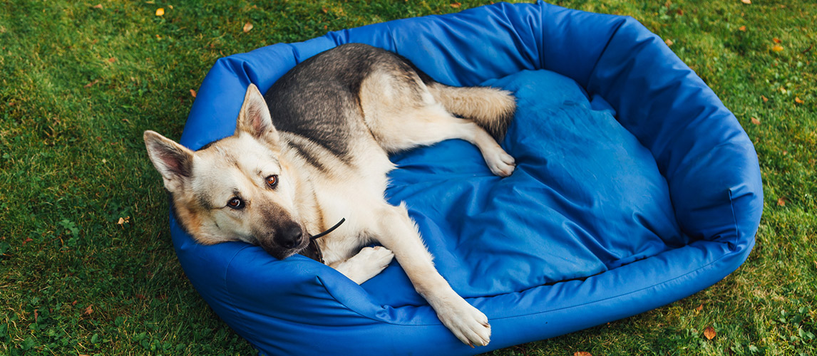 Best-Waterproof-Dog-Beds