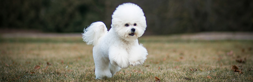 Bichon-Frise-Breed-Information,-Characteristics,-and-Facts