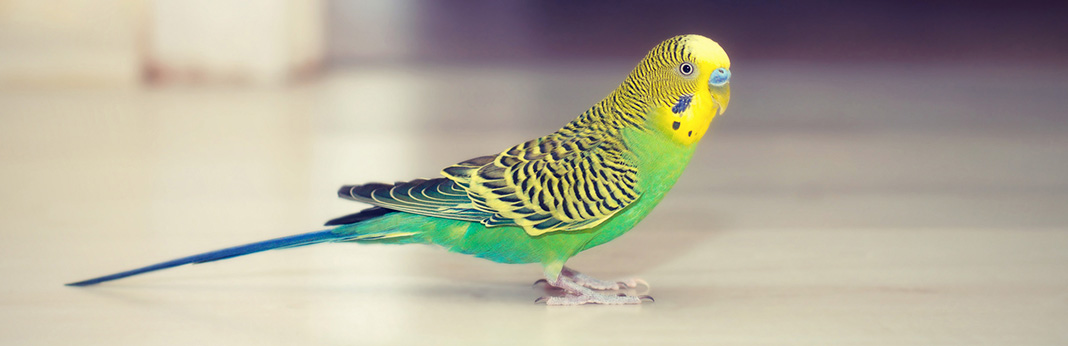 Budgie-Bird-All-You-Should-Know-About-This-Little-Bird