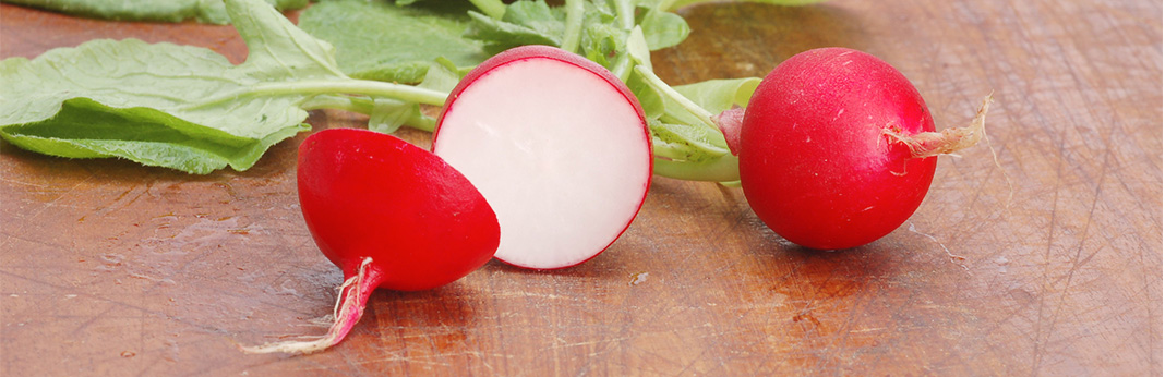 Can-Dogs-Eat-Radishes