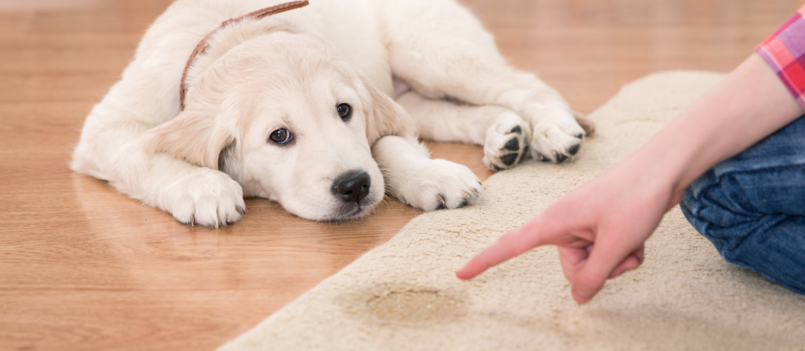 carpet-cleaner-for-dog-urine