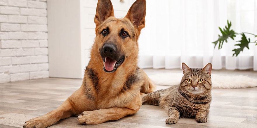 cat and german shephard dog resting together at home