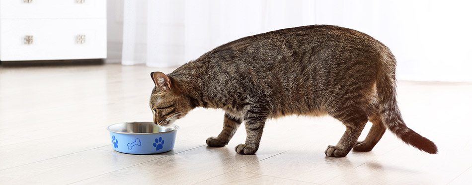 Cat drinking water