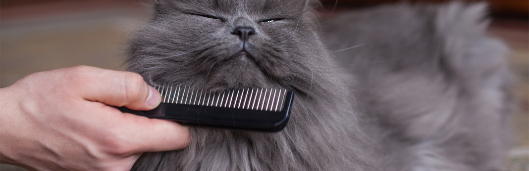 cat-grooming-everything-you-need-to-know