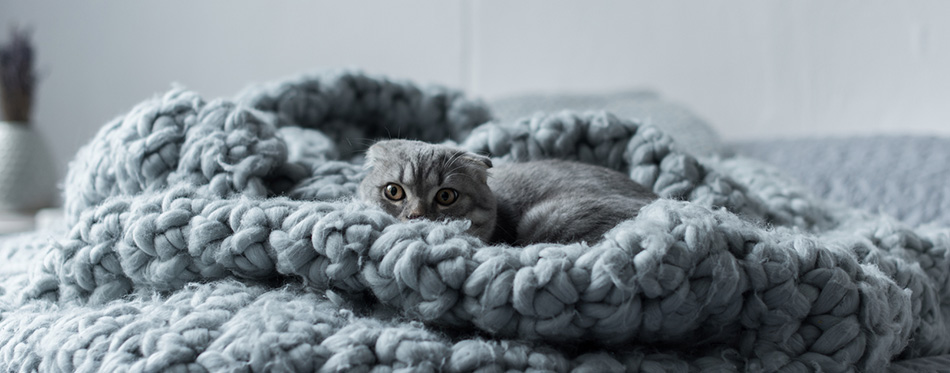 Cat on wool blanket