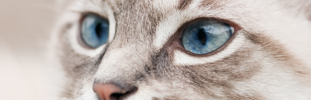 cat-pupils