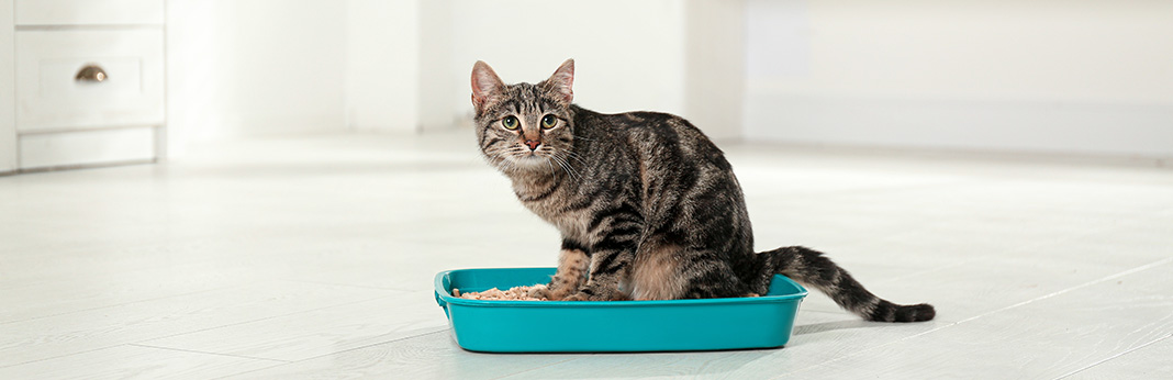 Cat Toilet Training: Here are the 7 Reasons Why You Shouldn't Do It!