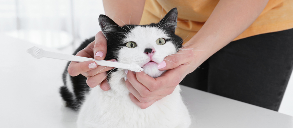 cat-toothpaste