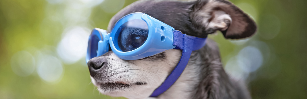 chihuahua-with-goggles