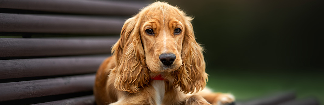 Cocker-Spaniel-Breed-Information,-Characteristics,-and-Facts