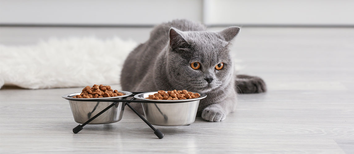 Crave-Cat-Food-Review