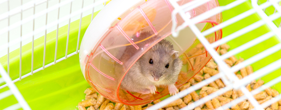 Cute hamster sitting in a cage