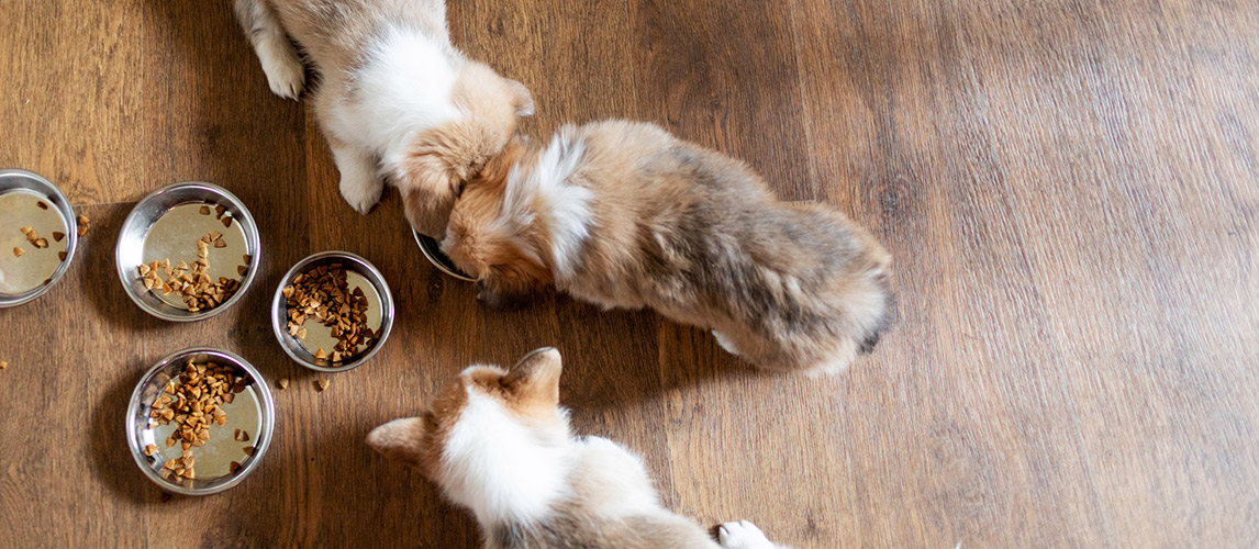 Cute-puppies-eating-dry-food-at-home