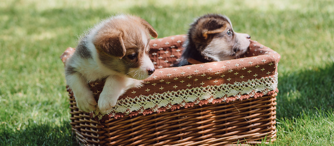Cute-welsh-corgi-puppies-in-wicker-box-on-green-grassy-lawn