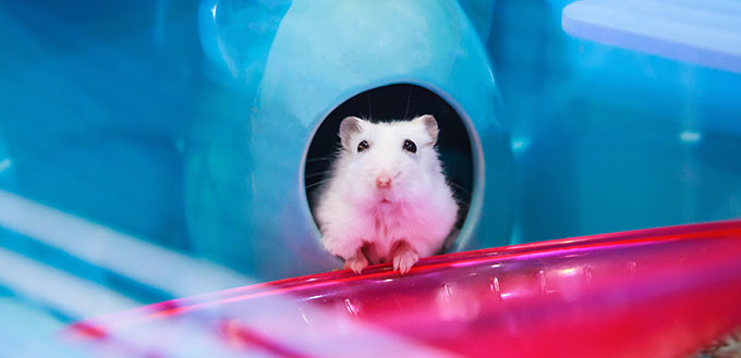 Cute white Winter White Dwarf Hamster begging for pet food with innocent face in house.