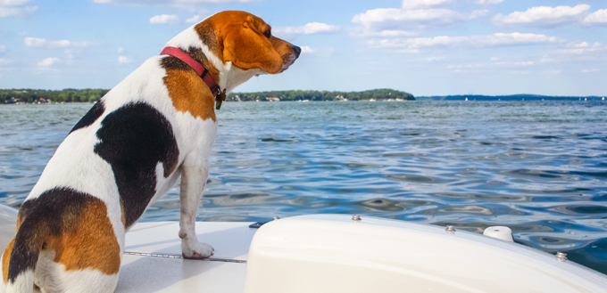 dog at sea