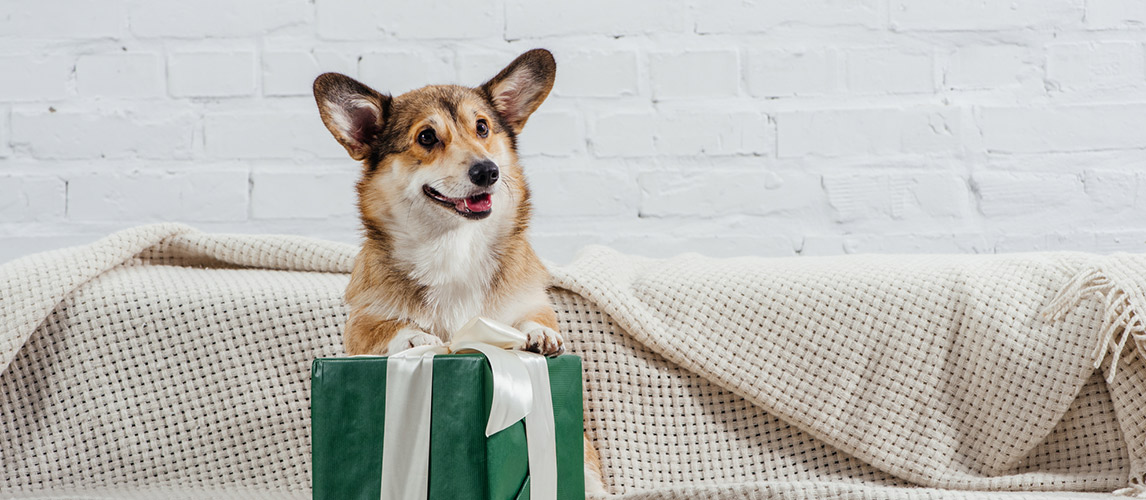 Dog-Subscription-Boxes1