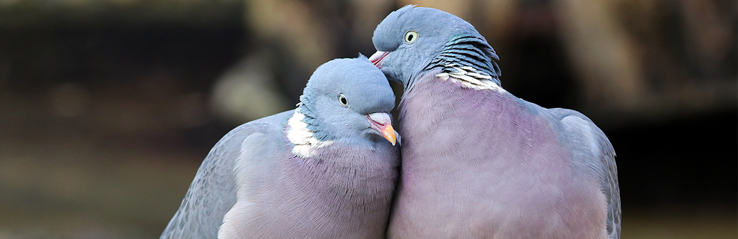 Doves-and-Pigeons-An-Ultimate-Guide-on-Rearing-Them-as-Pets