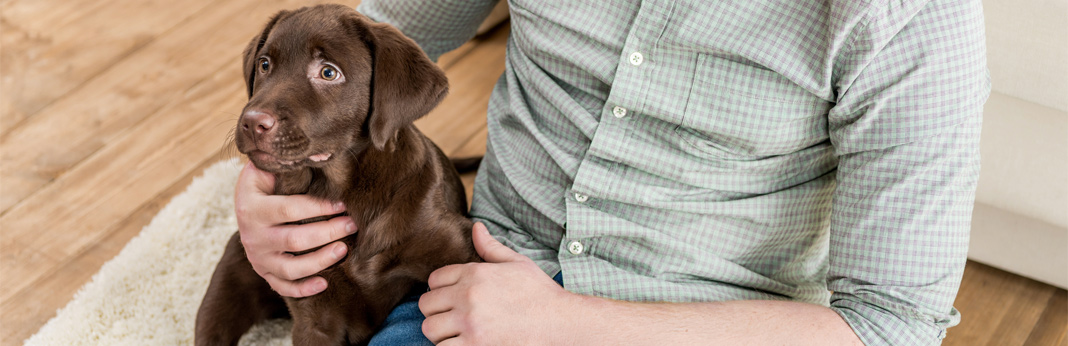essential-guide-to-puppy-proofing-your-home