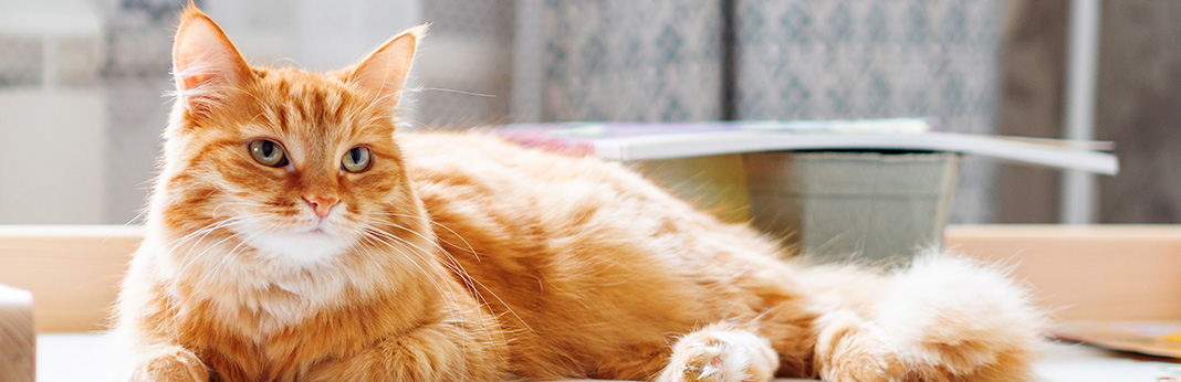 Everything You Need To Know About Ginger Cats