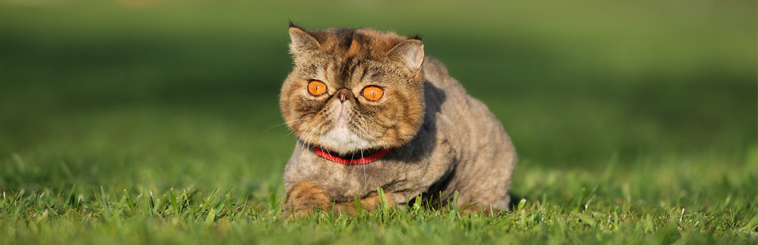Exotic-Shorthair-Cat