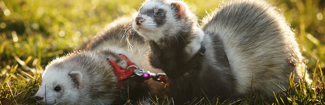 Ferret-Care-&-Facts-How-to-Take-Care-of-a-Ferret