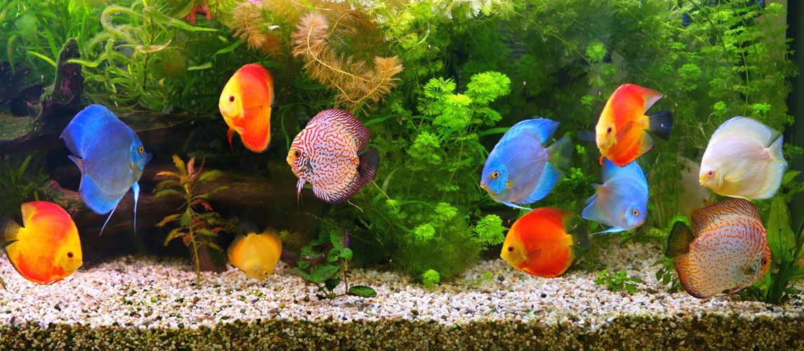 filter-for-betta-fish-aquarium
