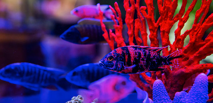fish in saltwater aquarium