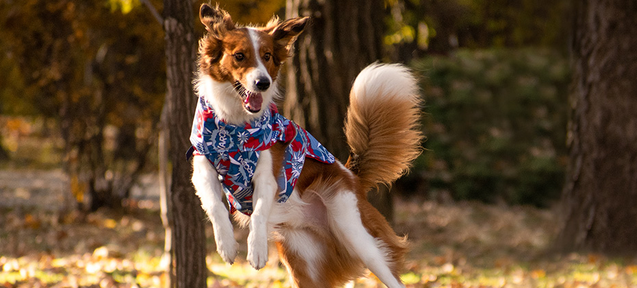 funny cute mix dog tricks in autumn park in a vest