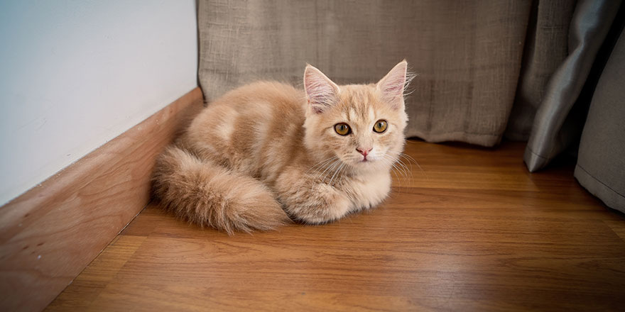 Ginger fluffy munchkin kitty sitting on the wooden floor.