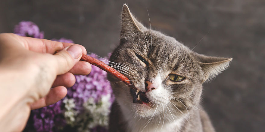 Gray tabby cat chews cat sausage Feline treat