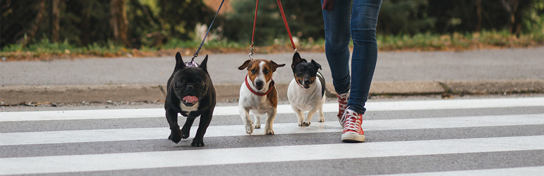 Group-Dog-Walks-Tips-For-Preparing-Your-Pup-For-a-Pack-Walk