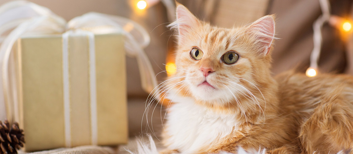 Holiday-Gift-Guide-for-Cats