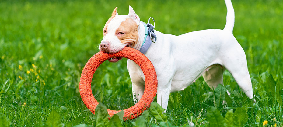 Horizontal of charming and adorable american pitbull terrier puppy playing with orange hoop in mouth in park on grass. 