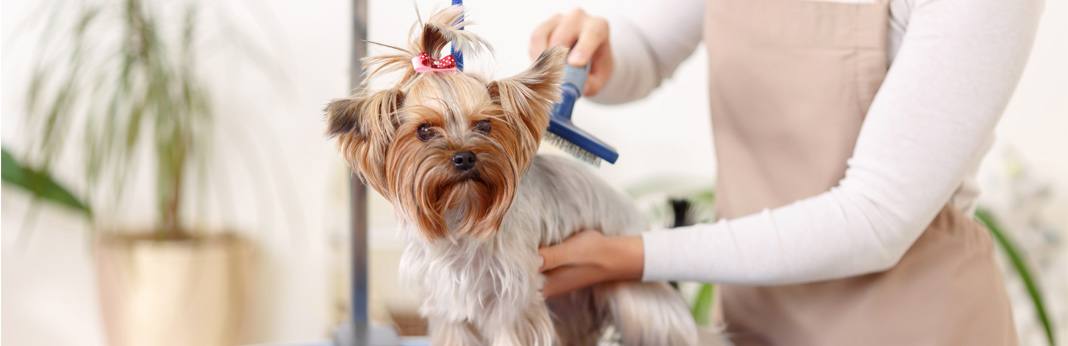 how-much-to-tip-a-dog-groomer