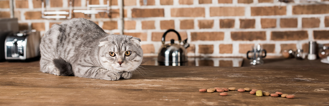 How-to-Choose-the-Best-Cat-Food